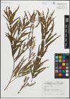 Foto von Salix humboldtiana Willd.